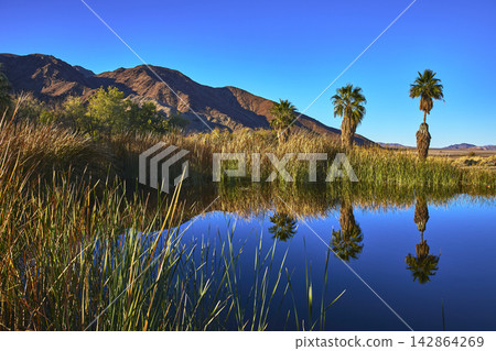 Palm Trees and Reflections at Desert Pond in Mojave California Oasis Palm Trees and Reflections at Desert Pond in Mojave California Oasis 142864269