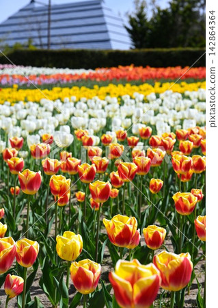 Tulip fields adorning Niigata Furusato Village (Niigata City, Niigata Prefecture) Tulip fields adorning Niigata Furusato Village (Niigata City, Niigata Prefecture) 142864364