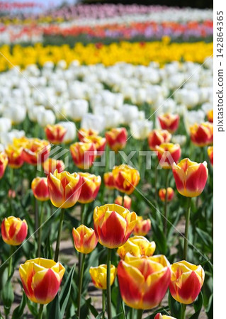 Tulip fields adorning Niigata Furusato Village (Niigata City, Niigata Prefecture) Tulip fields adorning Niigata Furusato Village (Niigata City, Niigata Prefecture) 142864365