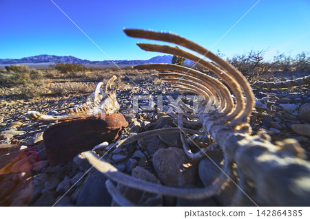 Mule Deer Skeleton in Nevada Desert with Rocky Terrain and Distant Mountains Mule Deer Skeleton in Nevada Desert with Rocky Terrain and Distant Mountains 142864385