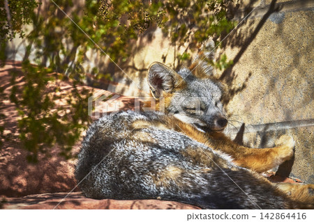 Grey Fox Resting in Sunlight at Springs Preserve Nevada Wildlife Animal Close Up Grey Fox Resting in Sunlight at Springs Preserve Nevada Wildlife Animal Close Up 142864416