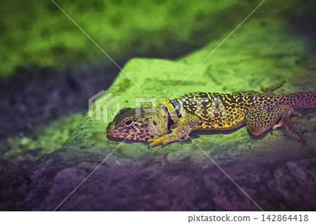 Colorful Lizard Resting on Rock in Vibrant Habitat Macro Animal Wildlife Colorful Lizard Resting on Rock in Vibrant Habitat Macro Animal Wildlife 142864418