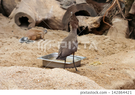 Wildlife Encounter: Wading Bird in a Natural Habitat Setting Wildlife Encounter: Wading Bird in a Natural Habitat Setting 142864421