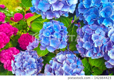 Vibrant Hydrangea Blooms in Full Bloom - Perfect for Garden Themes and Botanical Designs Vibrant Hydrangea Blooms in Full Bloom - Perfect for Garden Themes and Botanical Designs 142864423