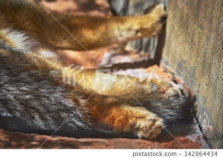 Grey Fox Leg and Fur Close Up on Sunlit Stone Surface Wildlife Texture Grey Fox Leg and Fur Close Up on Sunlit Stone Surface Wildlife Texture 142864434