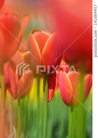 Vibrant tulips blooming at Niigata Furusato Village (Niigata City, Niigata Prefecture) 142864457