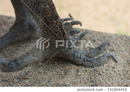 Detailed View of a Bird of Prey's Talons on Gravel Surface for Educational Use 142864458