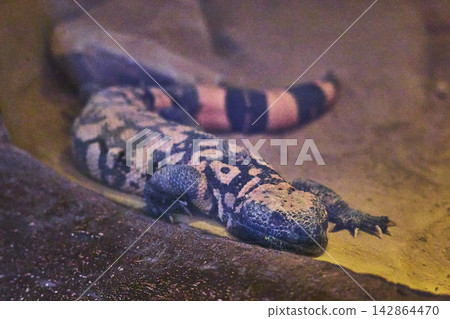 Gila Monster Resting on Sand in Desert Exhibit with Distinctive Patterned Skin Gila Monster Resting on Sand in Desert Exhibit with Distinctive Patterned Skin 142864470