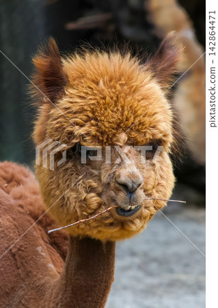 Adorable Alpaca Close-Up with Fluffy Brown Fur for Animal Portraits and Nature Themes Adorable Alpaca Close-Up with Fluffy Brown Fur for Animal Portraits and Nature Themes 142864471