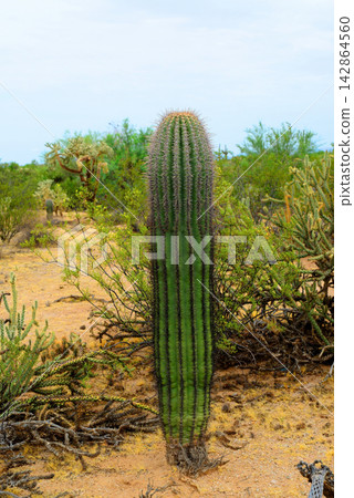 Young Saguaro Cactus Sonora desert Arizona 142864560
