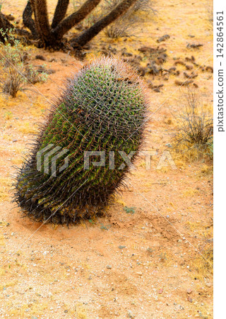 Arizona Barrel Cactus Sonora Desert Arizona Barrel Cactus Sonora Desert 142864561