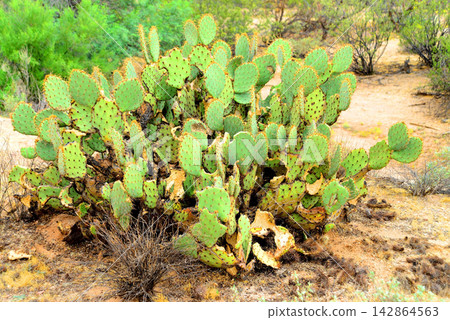 Prickly Pear Cactus Sonora Desert Arizona 142864563