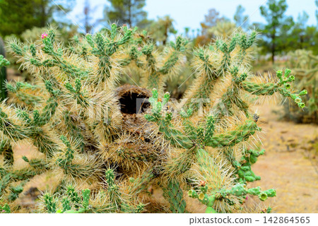 Cholla cactus Bird Nest, Sonora Desert, Early Summer Cholla cactus Bird Nest, Sonora Desert, Early Summer 142864565