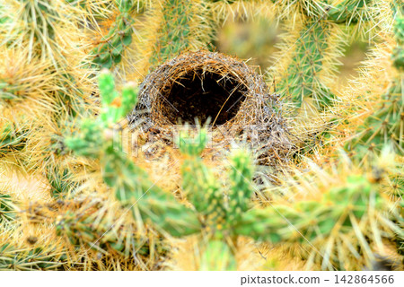 Cholla cactus Bird Nest, Sonora Desert, Early Summer Cholla cactus Bird Nest, Sonora Desert, Early Summer 142864566