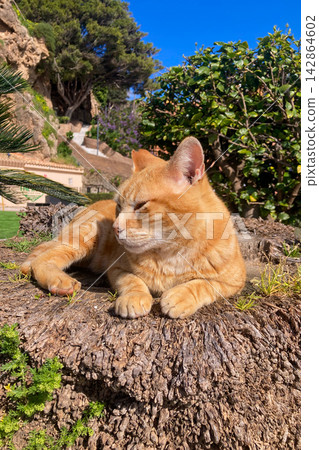 A cat lazily resting in warm sunlight on a stone enjoying peaceful outdoor moment in Torremolinos, Spain. 142864602