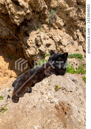 A black cat lazily resting in warm sunlight on a stone enjoying peaceful outdoor moment in Torremolinos, Spain. A black cat lazily resting in warm sunlight on a stone enjoying peaceful outdoor moment in Torremolinos, Spain. 142864603
