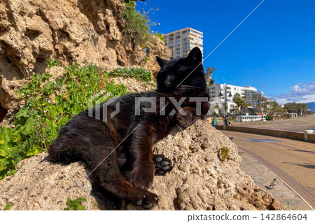 A black cat lazily resting in warm sunlight on a stone enjoying peaceful outdoor moment in Torremolinos, Spain. A black cat lazily resting in warm sunlight on a stone enjoying peaceful outdoor moment in Torremolinos, Spain. 142864604
