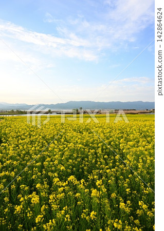 A field of rapeseed flowers stretching across Fukushima Lagoon and the Iide Mountain Range (Kita Ward, Niigata City, Niigata Prefecture) A field of rapeseed flowers stretching across Fukushima Lagoon and the Iide Mountain Range (Kita Ward, Niigata City, Niigata Prefecture) 142864624