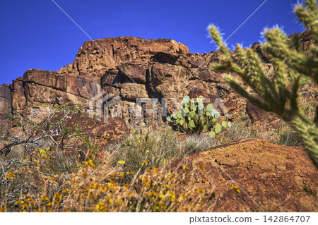 Desert Rock Formation Prickly Pear Cactus and Wildflowers in Bright Mojave Sun Desert Rock Formation Prickly Pear Cactus and Wildflowers in Bright Mojave Sun 142864707