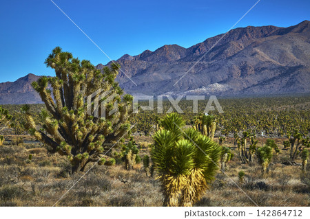 Joshua Trees Mojave Desert Landscape with Mountains Under Clear Blue Sky Joshua Trees Mojave Desert Landscape with Mountains Under Clear Blue Sky 142864712