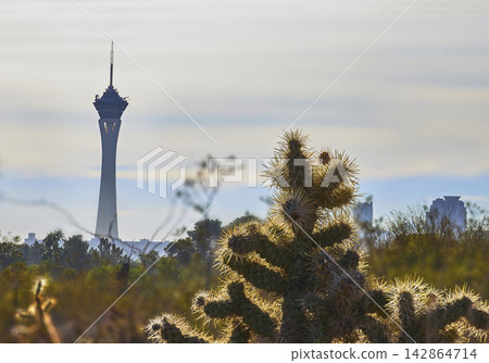Cactus and The Strat Tower at Springs Preserve Las Vegas Nevada Urban Desert Skyline Cactus and The Strat Tower at Springs Preserve Las Vegas Nevada Urban Desert Skyline 142864714