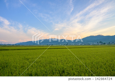 清晨的天空與稻田 [北安區池田町] 142864724
