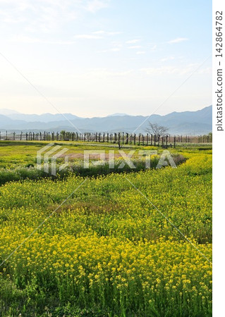 A field of rapeseed flowers stretching across Fukushima Lagoon and the Iide Mountain Range (Kita Ward, Niigata City, Niigata Prefecture) A field of rapeseed flowers stretching across Fukushima Lagoon and the Iide Mountain Range (Kita Ward, Niigata City, Niigata Prefecture) 142864782