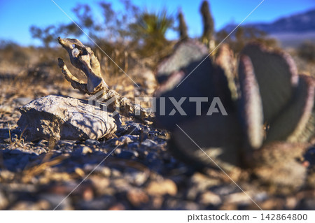Mule Deer Skeleton and Cactus in Harsh Nevada Desert Red Rock Canyon Mule Deer Skeleton and Cactus in Harsh Nevada Desert Red Rock Canyon 142864800