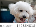 Happy fluffy white bichon frise dog wearing pastel harness in outdoor close up portrait 142864818