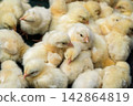 Group of fluffy yellow baby chicks gathered together in close up farm poultry scene 142864819