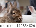 Cute brown rabbit resting with white rabbits in soft indoor close up portrait 142864820