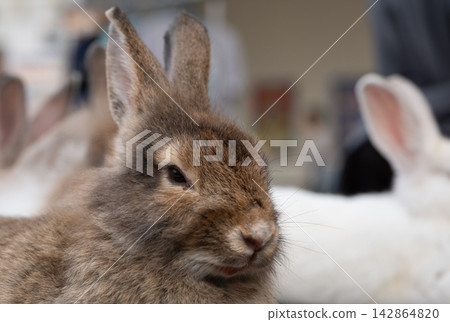 Cute brown rabbit resting with white rabbits in soft indoor close up portrait Cute brown rabbit resting with white rabbits in soft indoor close up portrait 142864820