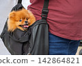 Happy Pomeranian dog peeking from pet carrier bag during outdoor travel lifestyle 142864821