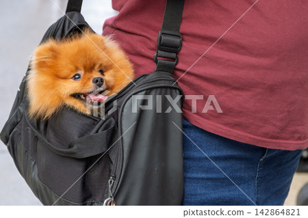 Happy Pomeranian dog peeking from pet carrier bag during outdoor travel lifestyle Happy Pomeranian dog peeking from pet carrier bag during outdoor travel lifestyle 142864821