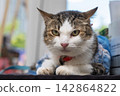 Tabby and white domestic cat looking at camera in close up portrait indoors 142864822
