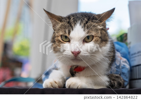 Tabby and white domestic cat looking at camera in close up portrait indoors Tabby and white domestic cat looking at camera in close up portrait indoors 142864822
