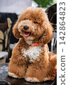 Happy brown poodle dog sitting on chair with curly coat and tongue out 142864823