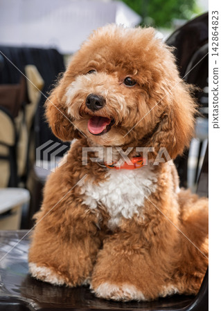 Happy brown poodle dog sitting on chair with curly coat and tongue out Happy brown poodle dog sitting on chair with curly coat and tongue out 142864823