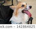 Happy Welsh corgi dog panting with tongue out in close up portrait outdoors 142864825