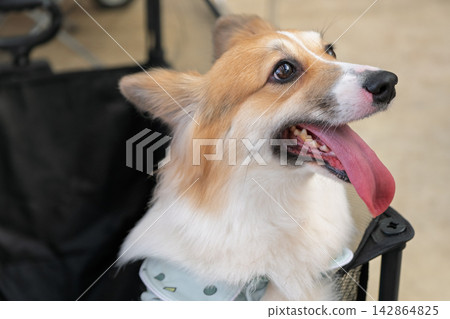Happy Welsh corgi dog panting with tongue out in close up portrait outdoors 142864825