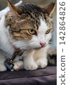 Tabby and white domestic cat with green eyes in detailed close up portrait 142864826