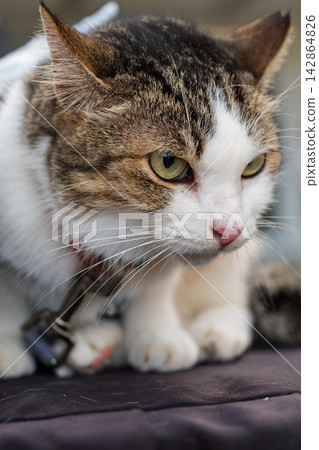 Tabby and white domestic cat with green eyes in detailed close up portrait Tabby and white domestic cat with green eyes in detailed close up portrait 142864826