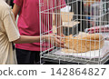Orange rescue cat in adoption cage receiving gentle attention from visitors 142864827