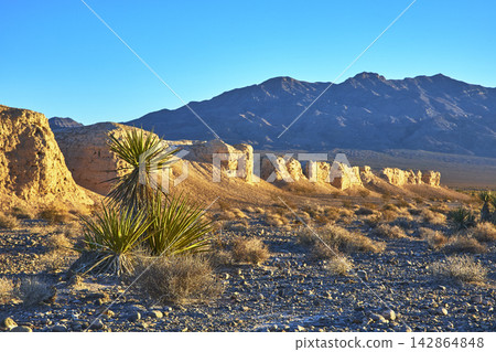 Joshua Tree and Desert Cliffs in Golden Hour Light with Mountain Backdrop Joshua Tree and Desert Cliffs in Golden Hour Light with Mountain Backdrop 142864848