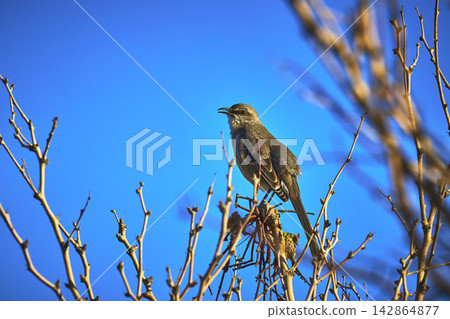 Bird Perched on Bare Branches Against Clear Blue Sky in the United States Bird Perched on Bare Branches Against Clear Blue Sky in the United States 142864877