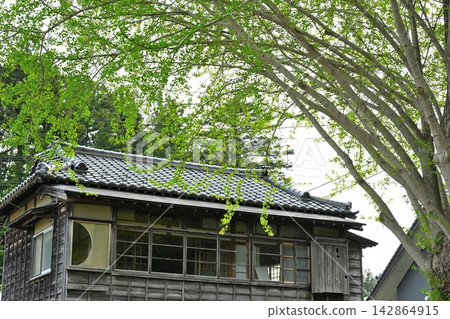 The large ginkgo tree in Yahiko, surrounded by fresh green leaves (Yahiko Village, Niigata Prefecture) The large ginkgo tree in Yahiko, surrounded by fresh green leaves (Yahiko Village, Niigata Prefecture) 142864915