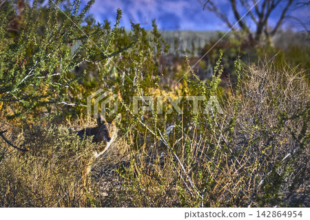 Coyote Hidden Among Desert Brush in Sunlit Nevada Landscape Coyote Hidden Among Desert Brush in Sunlit Nevada Landscape 142864954