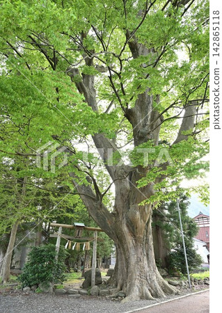 在神須和神社（新潟縣彌彥村），一棵枝繁葉茂的大櫸樹矗立在那裡。 142865118