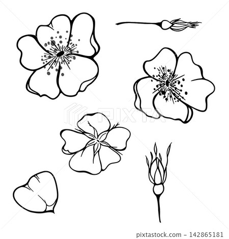 Minimal vector line art set with rose hip flowers, buds and petals. Elegant botanical floral elements for branding, packaging, stationery and print. 142865181