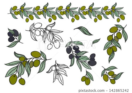 Olive Branch Vector Set with Green and Black Botanical Illustration Olive Branch Vector Set with Green and Black Botanical Illustration 142865242